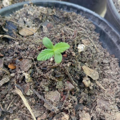 Genética desconhecida growlog timeline photo