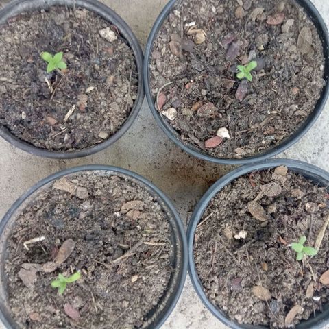 Genética desconhecida growlog timeline photo