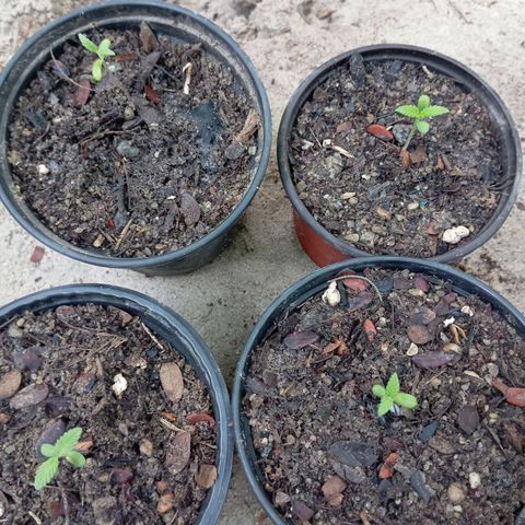 Genética desconhecida growlog timeline photo