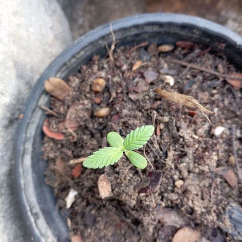 Genética desconhecida growlog photo: Achei as folhas desta planta diferenciadas, são mais grossas, pode ser uma outra genética 