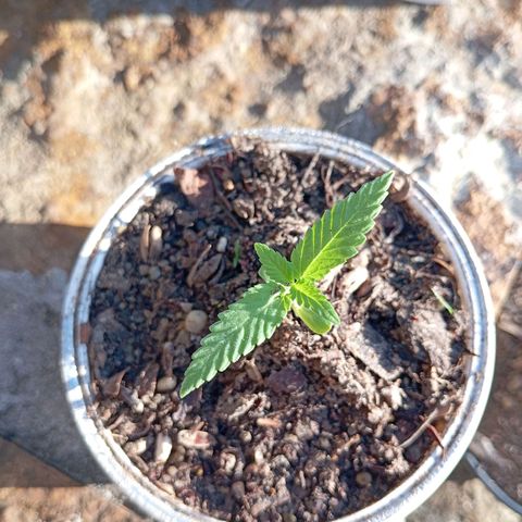 Genética desconhecida growlog timeline photo