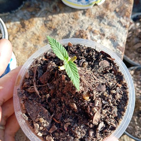 Genética desconhecida growlog timeline photo