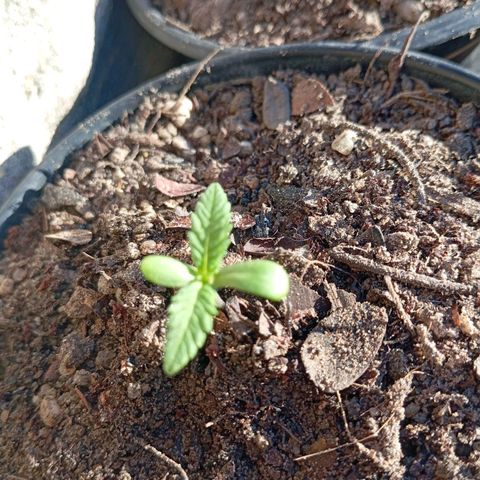 Genética desconhecida growlog timeline photo