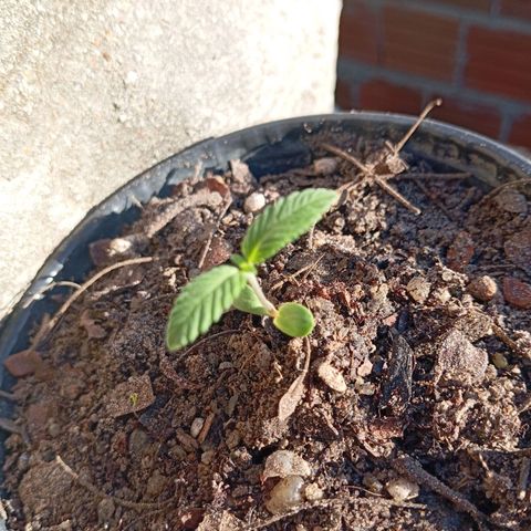 Genética desconhecida growlog timeline photo