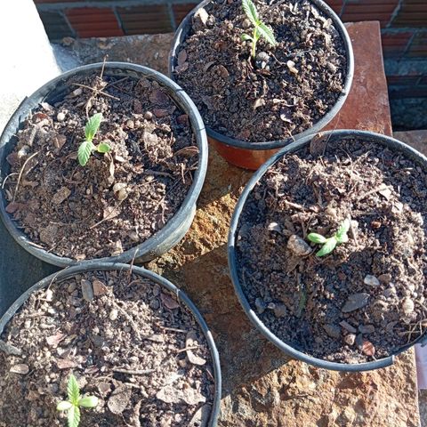 Genética desconhecida growlog timeline photo