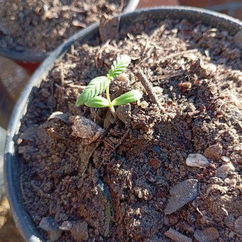 Genética desconhecida growlog timeline photo