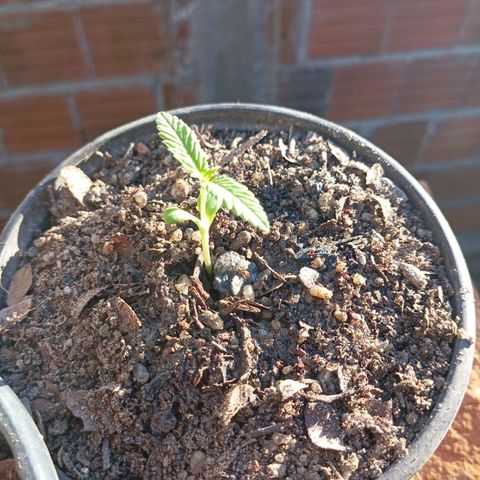 Genética desconhecida growlog timeline photo