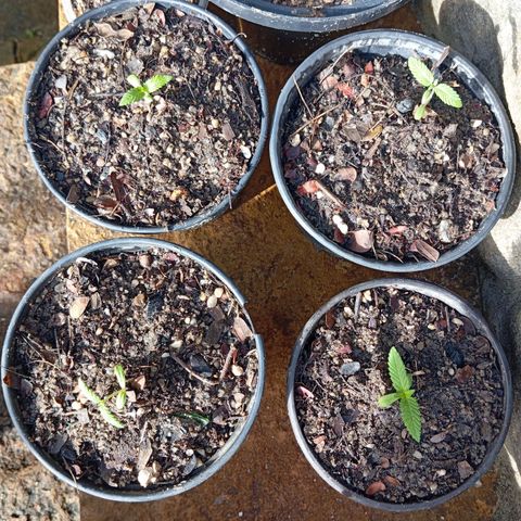 Genética desconhecida growlog timeline photo
