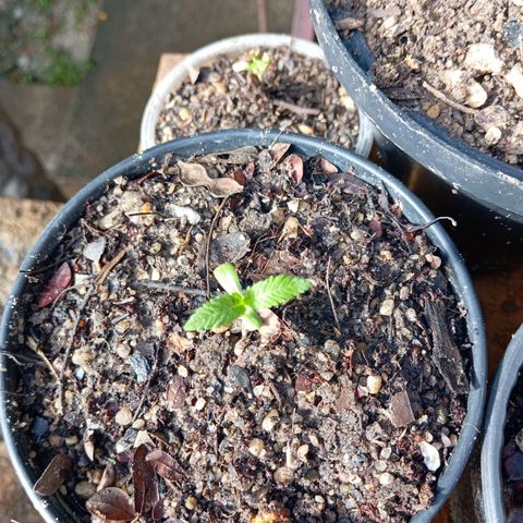 Genética desconhecida growlog timeline photo