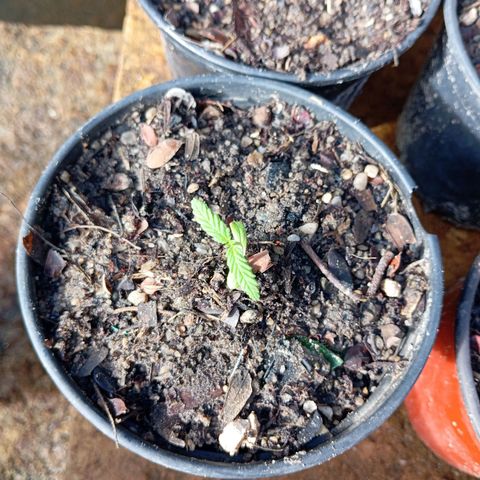 Genética desconhecida growlog timeline photo