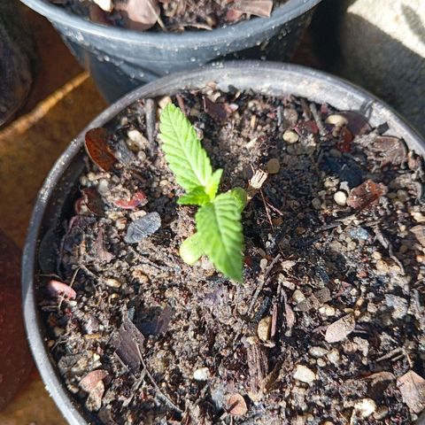 Genética desconhecida growlog timeline photo