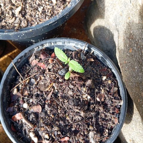 Genética desconhecida growlog timeline photo