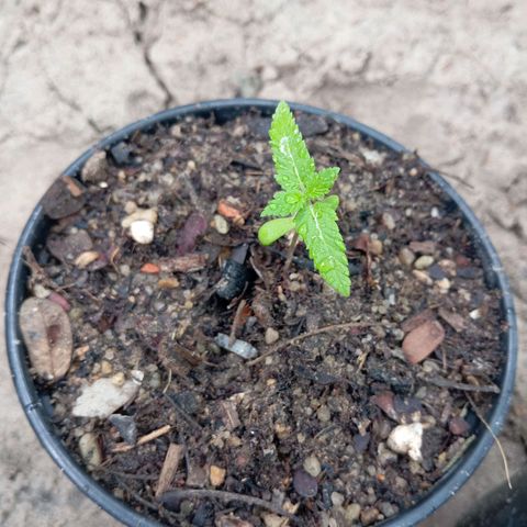 Genética desconhecida growlog timeline photo
