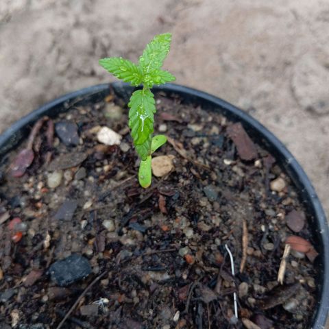 Genética desconhecida growlog timeline photo