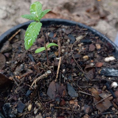 Genética desconhecida growlog timeline photo