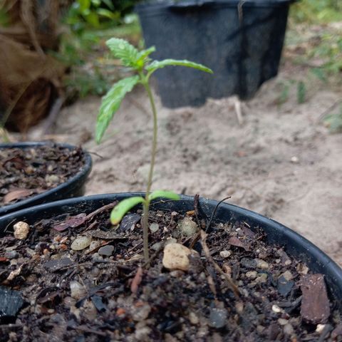 Genética desconhecida growlog timeline photo