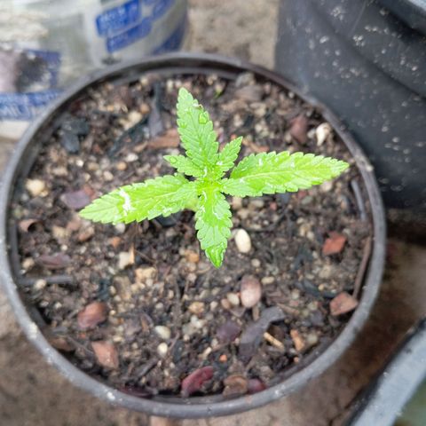 Genética desconhecida growlog timeline photo