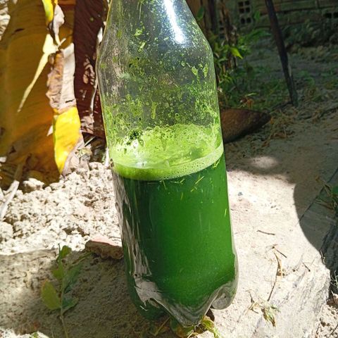 Genética desconhecida growlog photo: Aplicação de inseticida feito de neem com água e um pouco de detergente, bate tudo no liquidificador