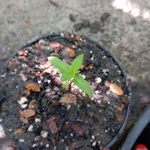 Genética desconhecida growlog timeline photo