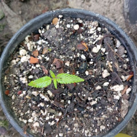 Genética desconhecida growlog timeline photo