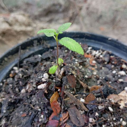 Genética desconhecida growlog timeline photo