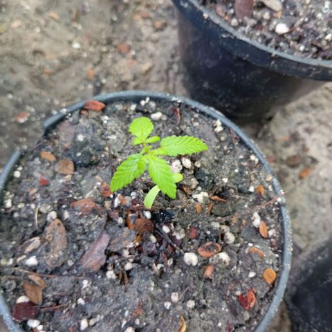 Genética desconhecida growlog timeline photo