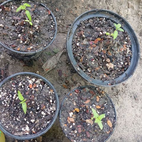 Genética desconhecida growlog timeline photo