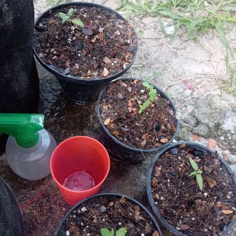 Genética desconhecida growlog timeline photo