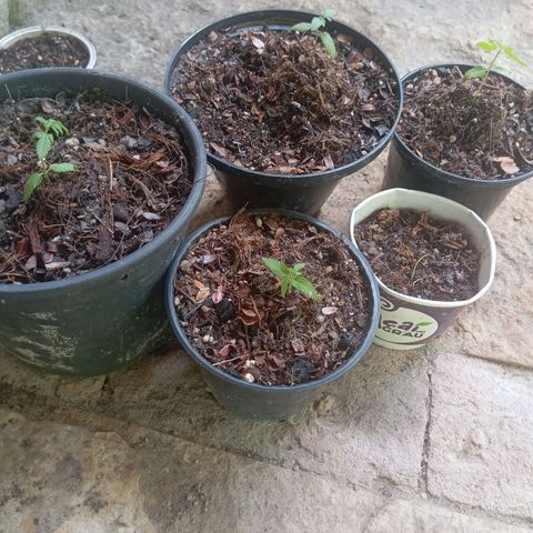 Genética desconhecida growlog timeline photo