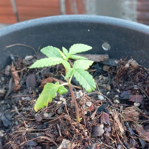 Genética desconhecida growlog timeline photo