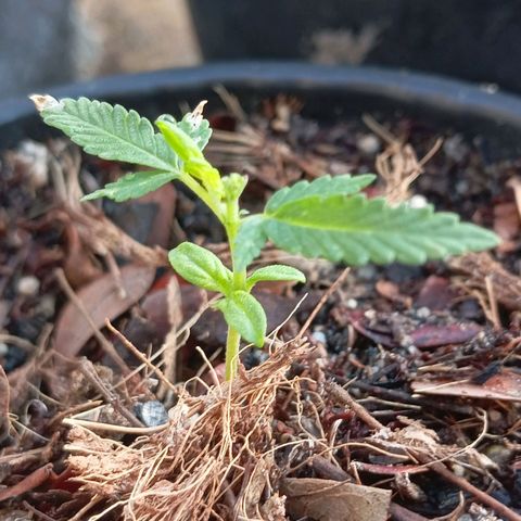 Genética desconhecida growlog timeline photo