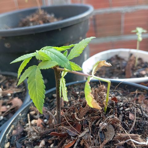 Genética desconhecida growlog timeline photo