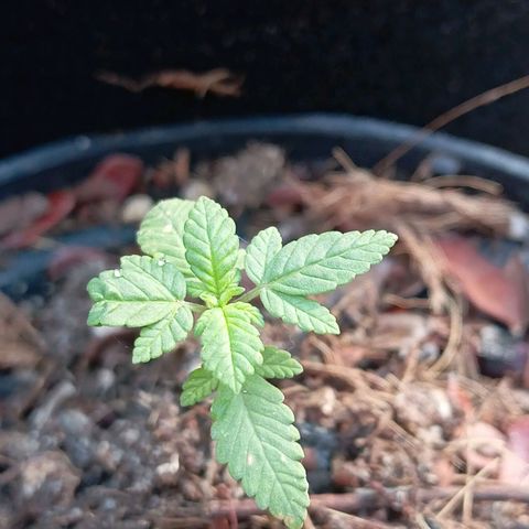 Genética desconhecida growlog timeline photo