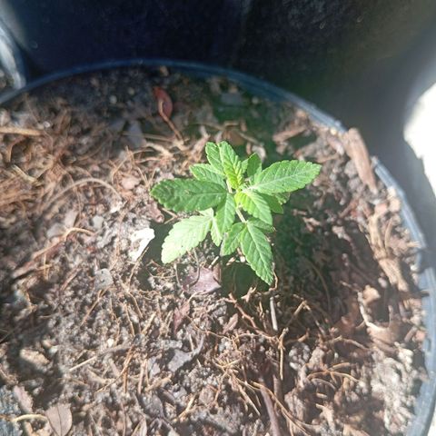 Genética desconhecida growlog timeline photo
