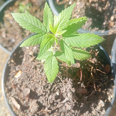 Genética desconhecida growlog timeline photo