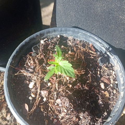 Genética desconhecida growlog timeline photo