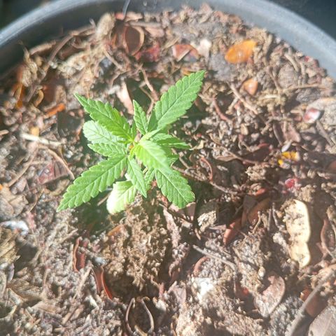 Genética desconhecida growlog timeline photo