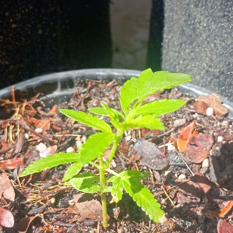 Genética desconhecida growlog timeline photo