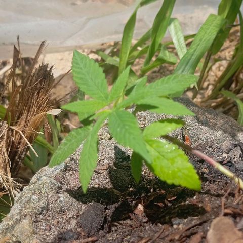 Genética desconhecida growlog timeline photo