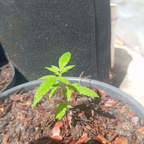 Genética desconhecida growlog timeline photo