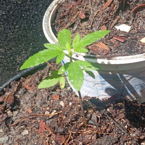 Genética desconhecida growlog timeline photo