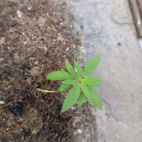 Genética desconhecida growlog timeline photo
