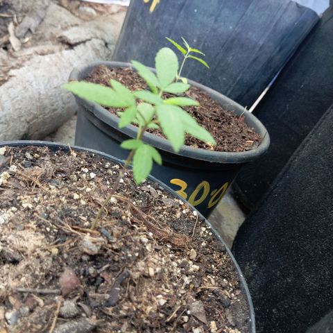 Genética desconhecida growlog timeline photo