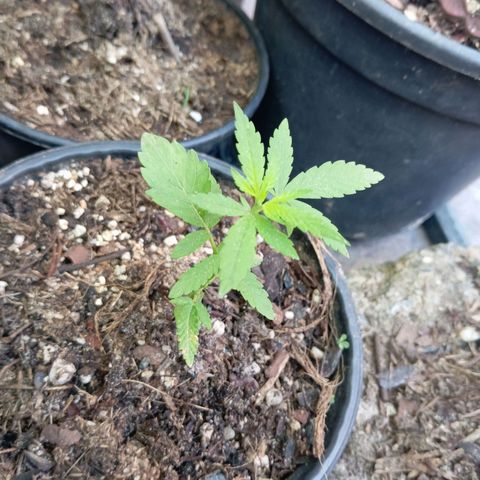 Genética desconhecida growlog timeline photo