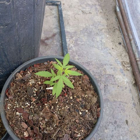 Genética desconhecida growlog timeline photo