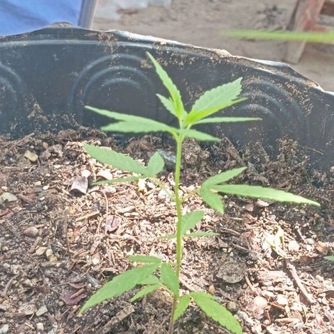 Genética desconhecida growlog timeline photo