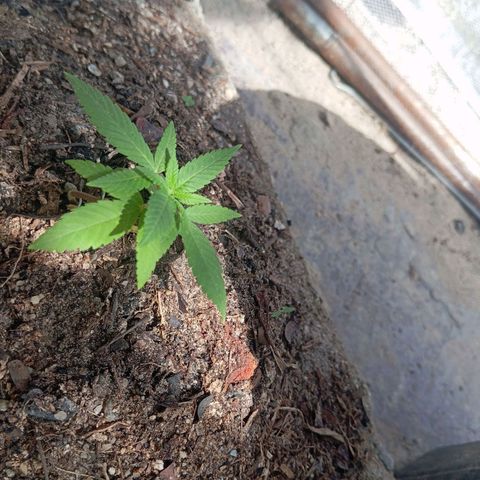 Genética desconhecida growlog timeline photo