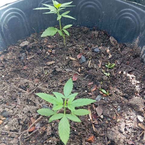 Genética desconhecida growlog timeline photo