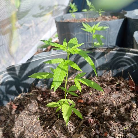 Genética desconhecida growlog timeline photo