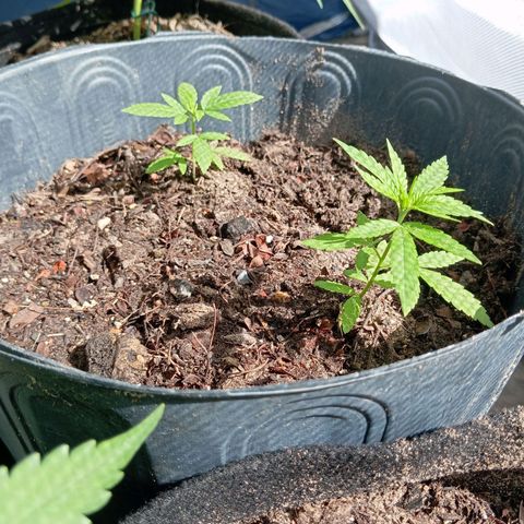 Genética desconhecida growlog timeline photo